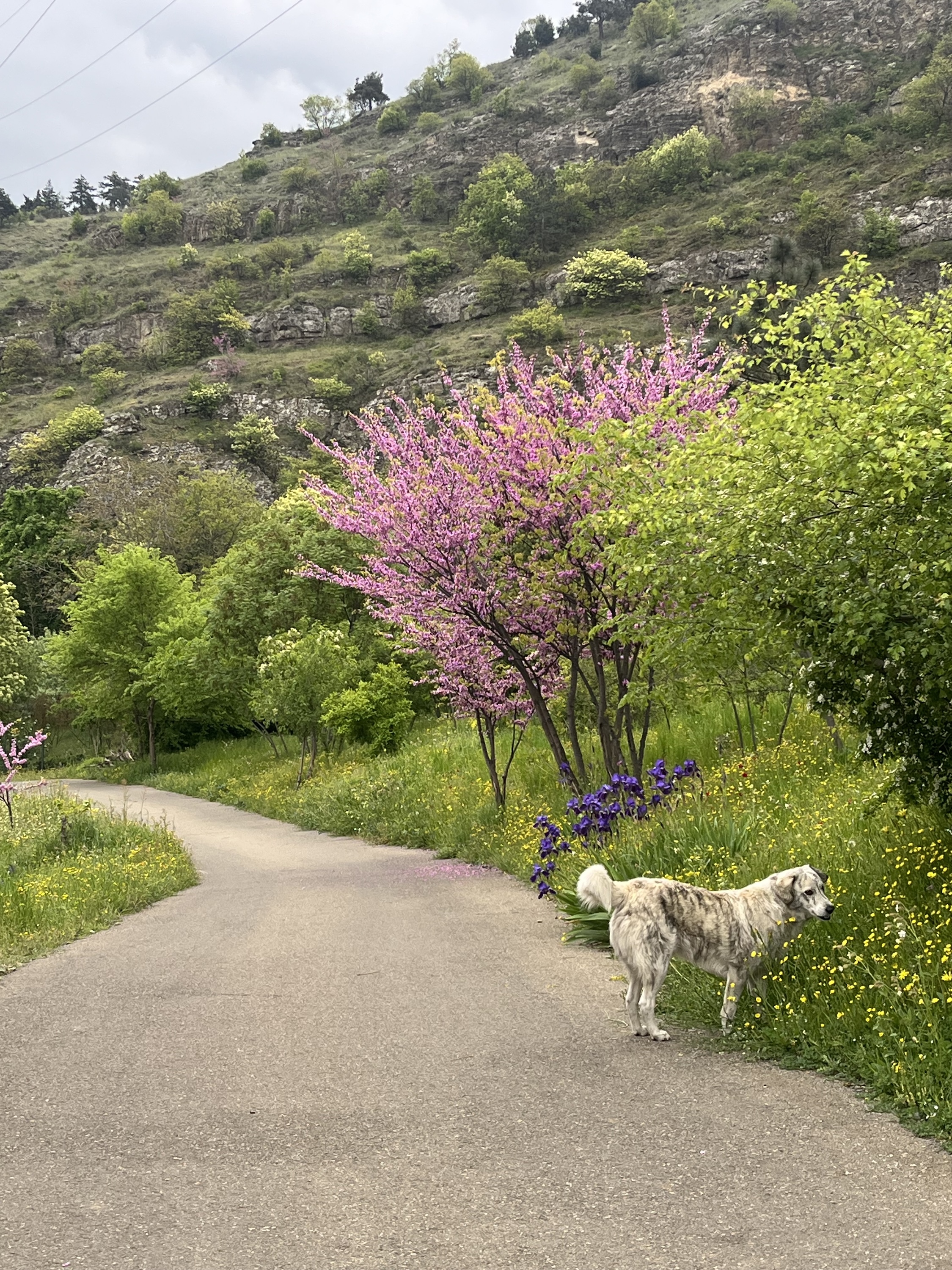 Tbilisi Botanical garden