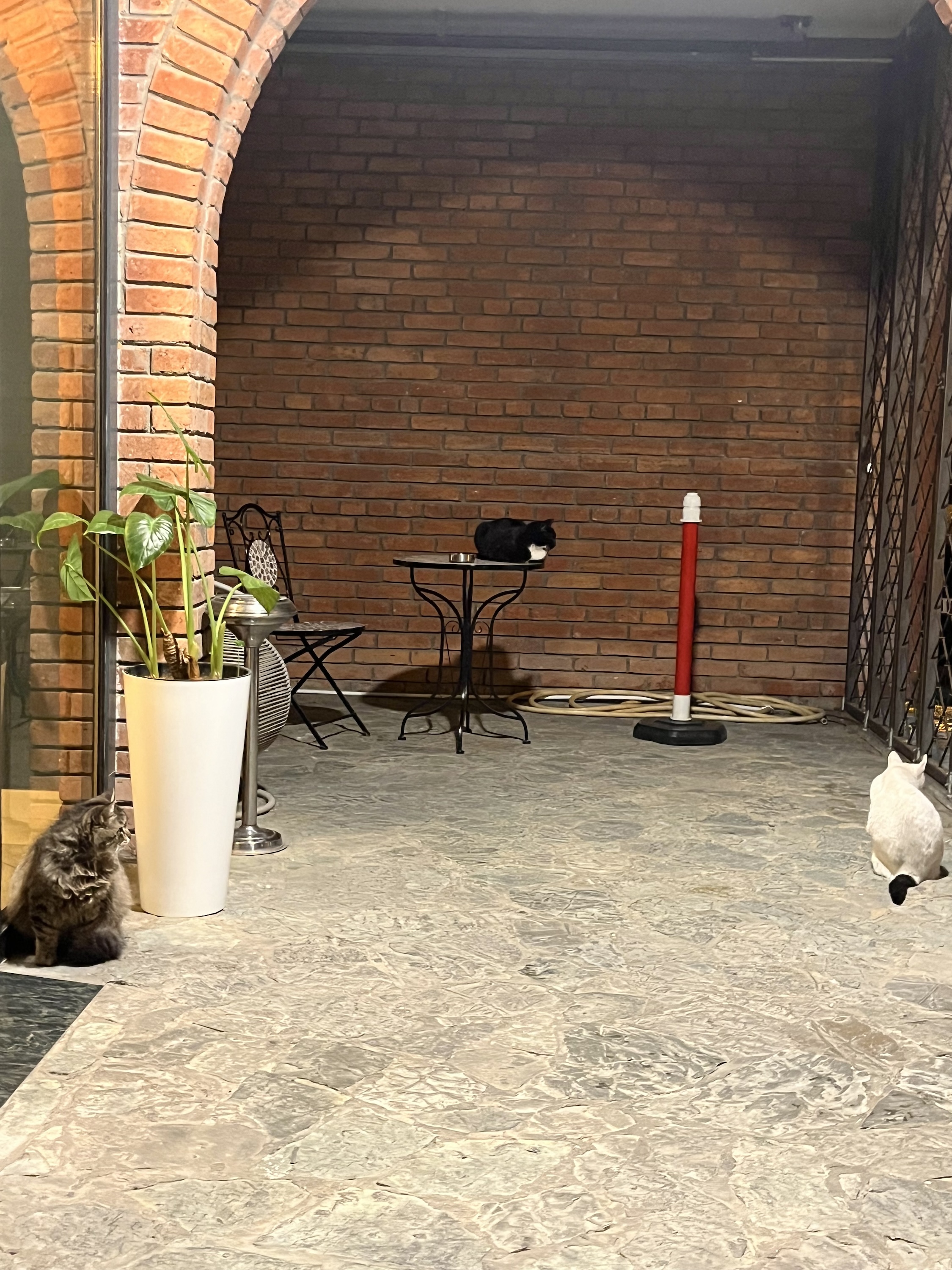 Hotel cats gang