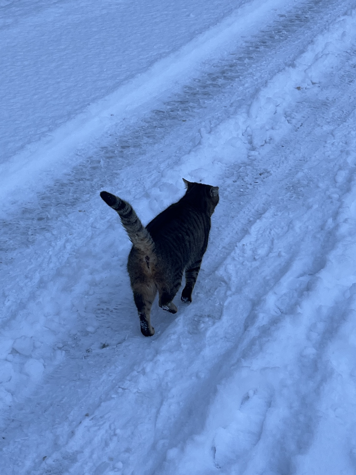 Cat on the snowy road